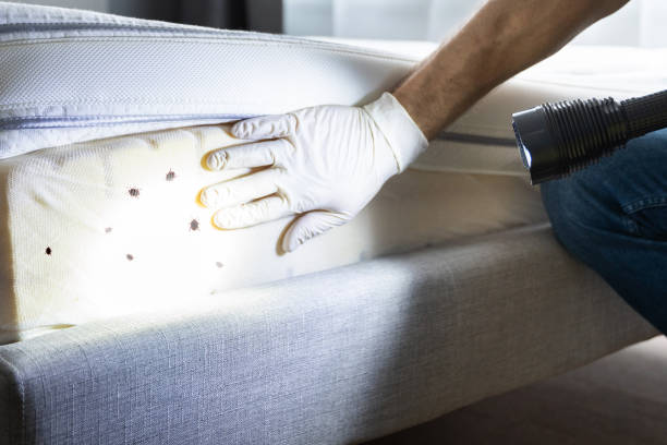 Best Rat Extermination Near Me  in Chamberlain, SD