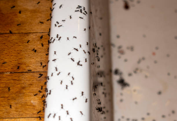 Best Insect Control  in Chamberlain, SD